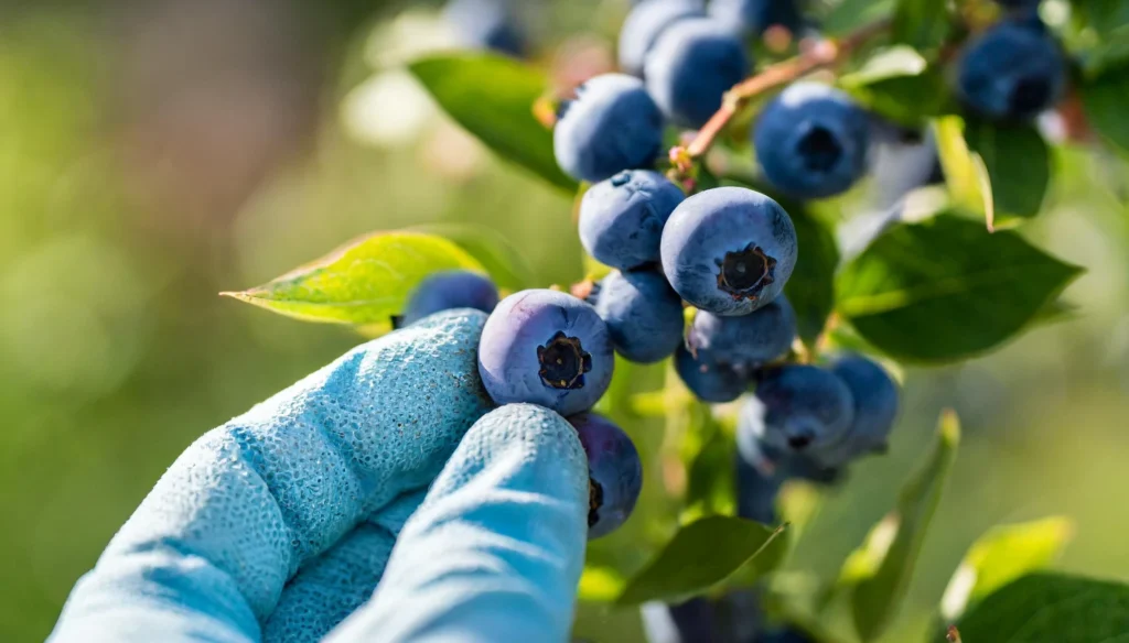 What to do with sour blueberries?