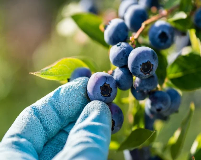 What to do with sour blueberries?